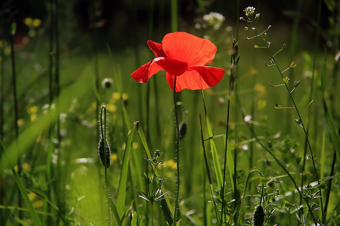 Bloemen